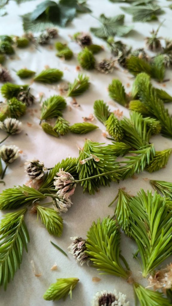 Lajvkollo - skogens hemligheter - EventX - NBV